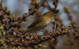 chiffchaff~0.jpg