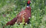 clean-pheasant.jpg