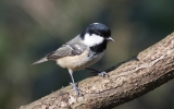 coal-tit3.jpg