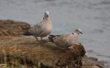 collared-doves.jpg