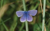 common-blue.jpg