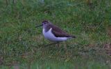 common-sandpiper.jpg