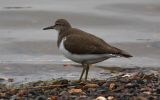 common-sandpiper2.jpg