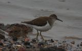 common-sandpiper~0.jpg