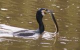 cormorant-with-Eel.jpg