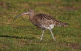 curlew.jpg