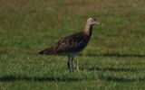 curlew2.jpg