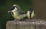 deformed-great-tit.jpg