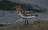 dunlin2.jpg