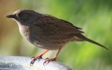 dunnock.jpg