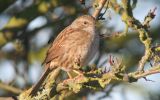 dunnock2.jpg