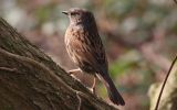 dunnock3.jpg