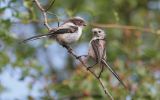 feeding-time---Long-Tailed-.jpg