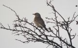 fieldfare.jpg