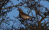 fieldfare~0.jpg