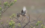 flying-linnet.jpg