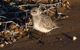 golden-plover.jpg