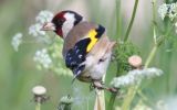 goldfinch.jpg