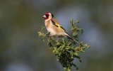 goldfinch4.jpg