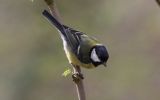 great-Tit-2.jpg