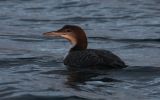 great-northern-diver.jpg