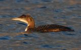 great-northern-diver2.jpg