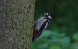 great-spotted-woodpecker2.jpg