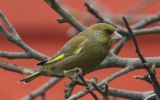 greenfinch2.jpg