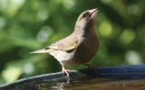 greenfinch3.jpg