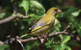 greenfinch~0.jpg