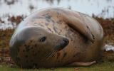 grey-seal.jpg