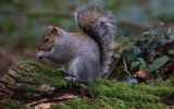 grey-squirrel.jpg