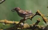 house-sparrow.jpg