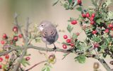 juv-whitethroat.jpg