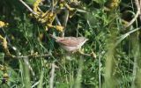 juv-whitethroat~0.jpg