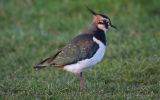 lapwing.jpg