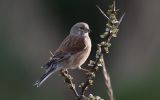 linnet3.jpg