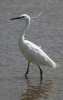 little-Egret5.jpg