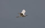 little-egret.jpg