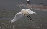 little-egret4.jpg