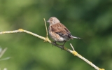 llinnet3.jpg