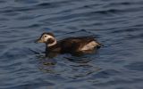 long-tailed-duck.jpg