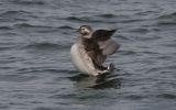 long-tailed-duck~0.jpg