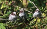 long-tailed-tit-family.jpg