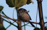 long-tailed-tit.jpg