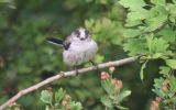 long-tailed-tit~0.jpg