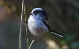 long-tailed-tit~1.jpg