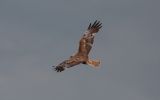 marsh-harrier2.jpg