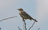 meadow-pipit.jpg