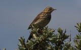 meadow-pipit~0.jpg